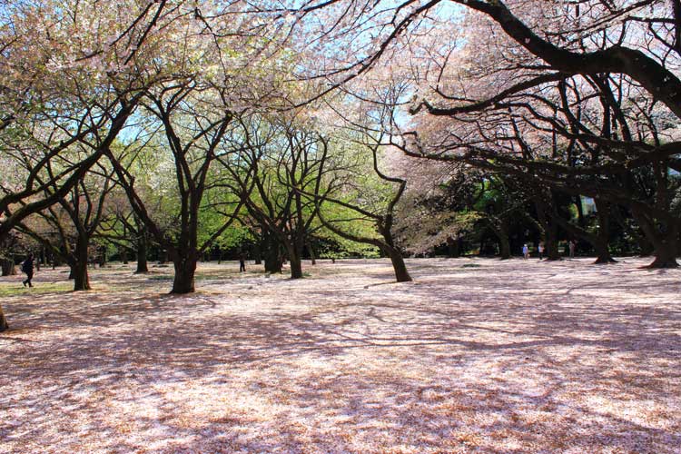 پارک شینجوکو گیوئن