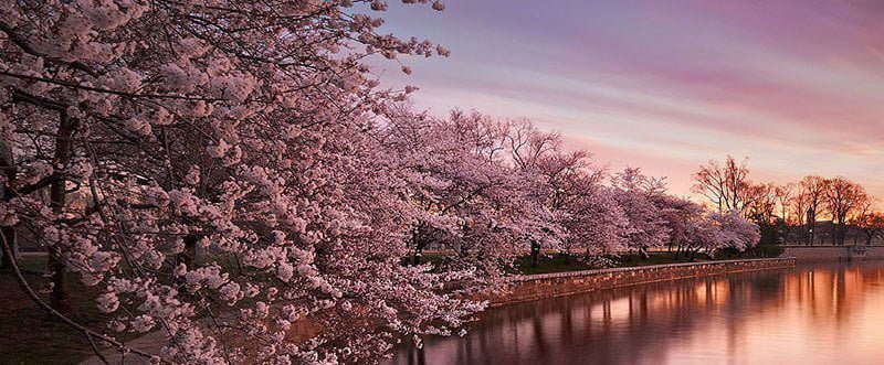 جشنواره شکوفه های گیلاس ژاپن در فروردین ۹۷