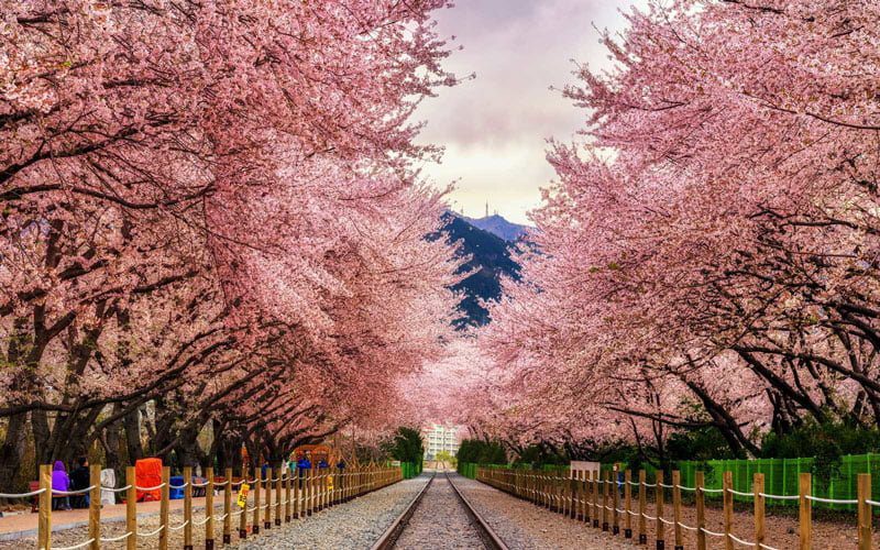 جشنواره شکوفه های گیلاس ژاپن در فروردین ۹۷