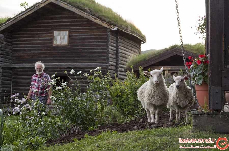 اقامتگاهی رویایی با سقف های چمن کاری شده در دل طبیعت نروژ