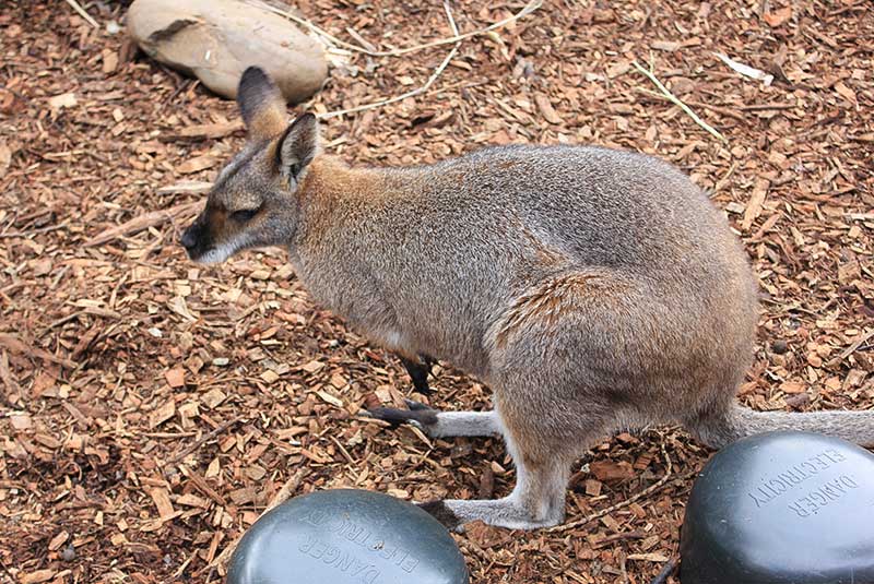 باغ وحش تارونگا در استرالیا