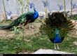 باغ پرندگان تهران ، طبیعتی برای پرندگان در لویزان تهران