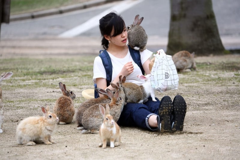 جزیره خرگوش های ژاپن، جزیره‌ای رویایی