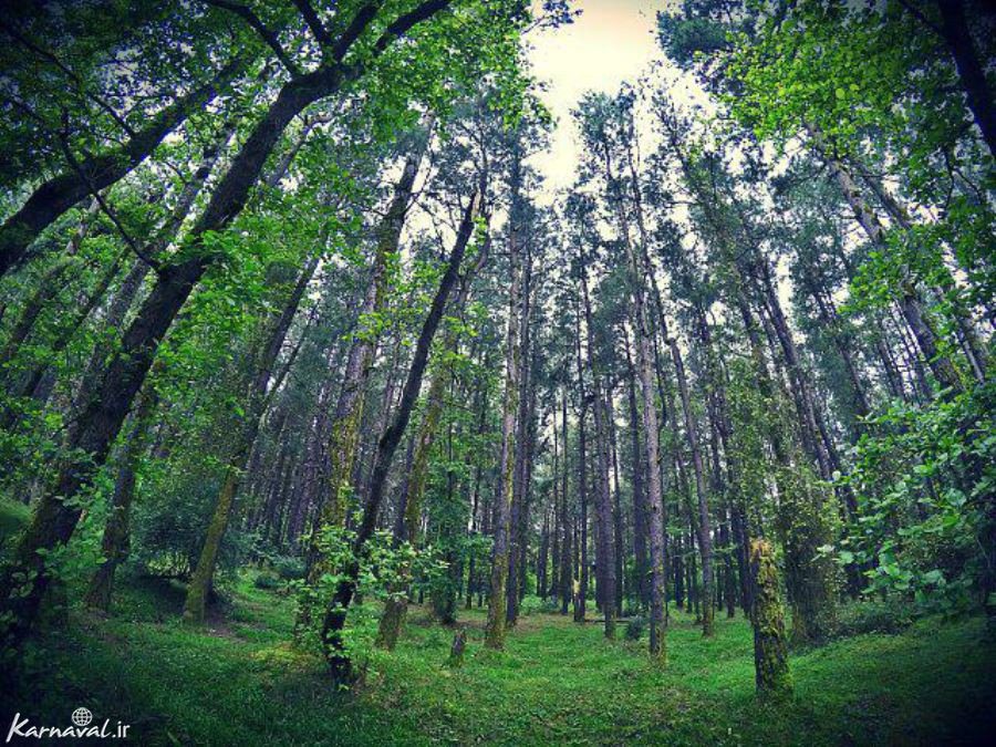 جنگل گیسوم ، تفریحگاهی در دل طبیعت گیلان