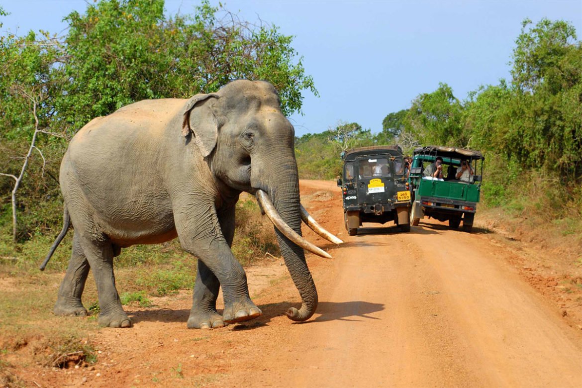 پارک ملی یالا سریلانکا ، حاکمیت حیوانات بر روی زمین