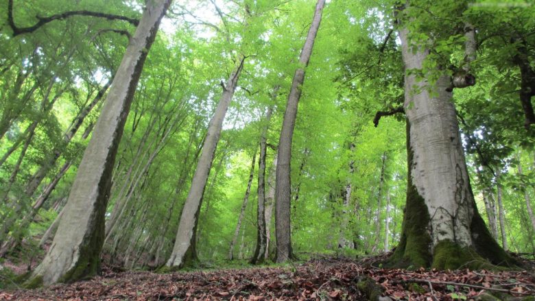 جنگل دو هزار ، یکی از زیباترین جنگل های ایران