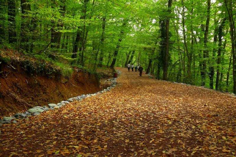جنگل بلگراد ، جنگلی بکر در نزدیکی استانبول