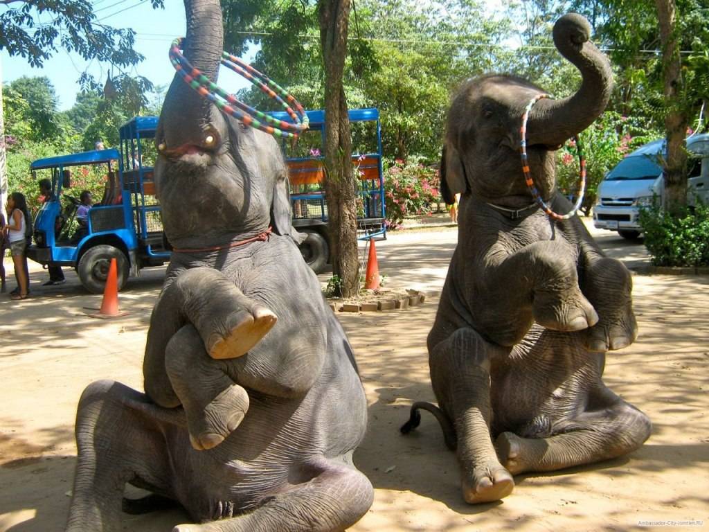 دهکده فیل های پاتایا ، یکی از جذابترین جاذبه های شهر پاتایا