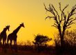 پارک ملی کروگر در آفریقای جنوبی