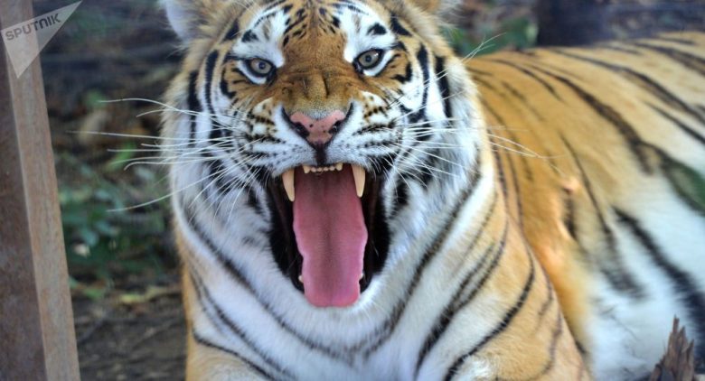 72 جانور خطرناک آسیا قسمت اول+ تصاویر