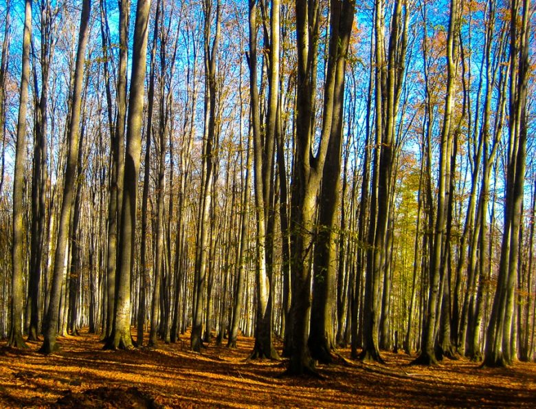 جنگل راش سوادکوه از نوع متراکم با درختان متنوع