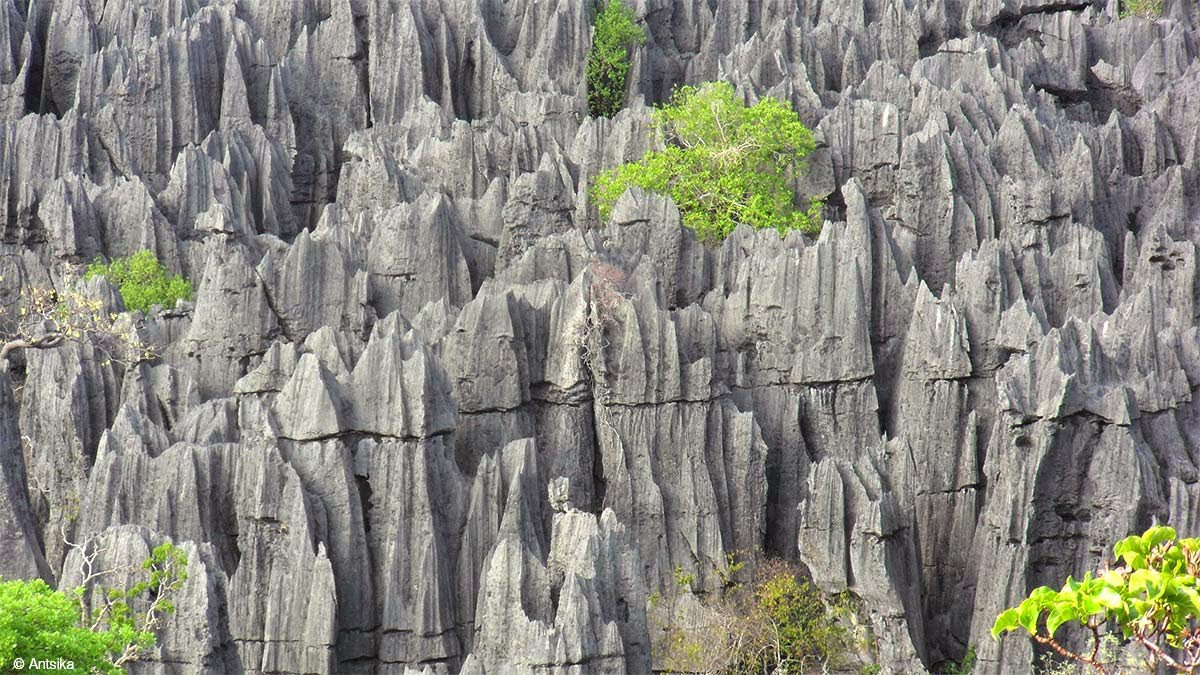 جنگل سینجی در ماداگاسکار (معروف به جنگل چاقوها)