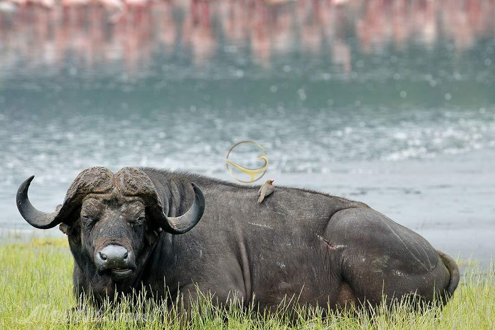 پارک ملی و دریاچه ناکورو از بهترین دیدنی های کنیا