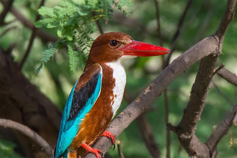 ۱۰۰۰ گونه کمیاب جانوری در پارک ملی کلادو هند