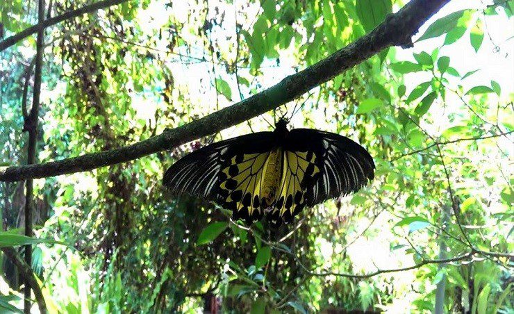 پارک پروانه ها کوالالامپور (بهشت مالزی)