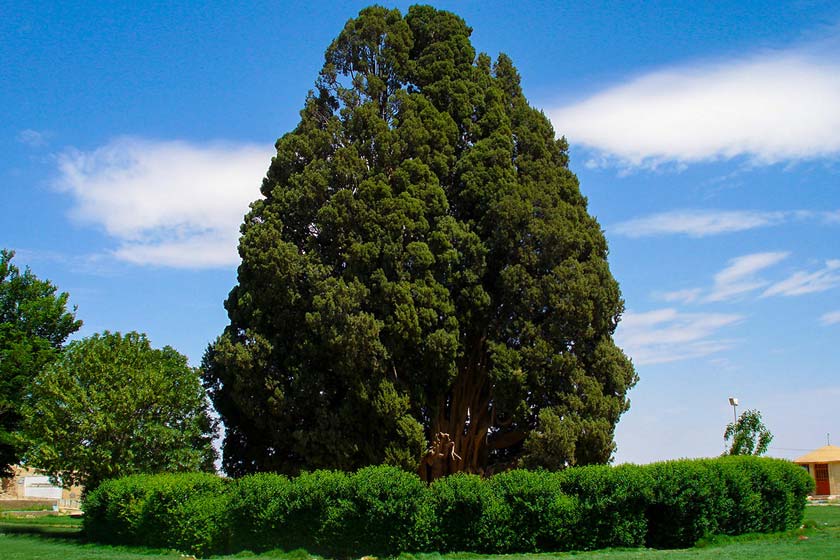 آشنایی با درخت سرو ابر کوه/ مسن ترین درخت جهان 