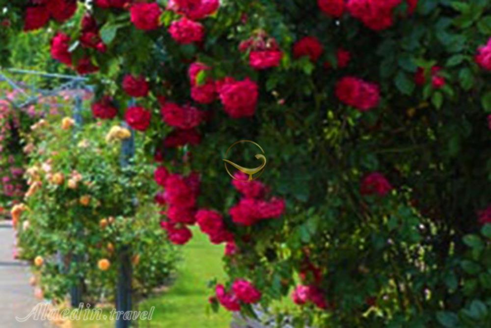 زیبایی های باغ گل رز برن سوئیس را از دست ندهید!