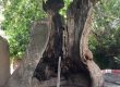 معرفی درخت چنار ۱۷۰۰ ساله خامنه، از پیرترین درختان چنار دنیا