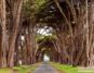 زیباترین تونل های درختی جهان