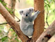 باغ وحش تارونگا در استرالیا