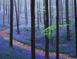 جنگل رویایی هالربوس ، آبی جادویی در بلژیک