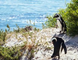 سکونتگاه ساحلی میلیون ها پنگوئن‌ در ساحل بولدرز