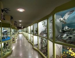 جاذبه گردشگری موزه تاریخ طبیعی همدان