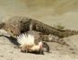 منطقه حفاظت شده گاندو ، زیستگاه اصلی تمساح مردابی