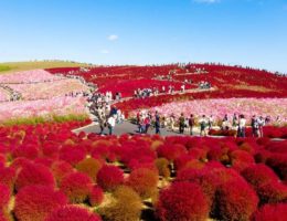 پارک هیتاچی ژاپن ، تکه ای از بهشت روی زمین