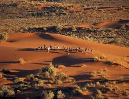 بازدید ار جاذبه های گردشگری نامیبیا