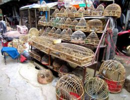 کوچه کاه فروشی ، کوچه ای قدیمی و تاریخی در کابل