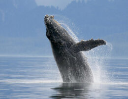 حقایق باورنکردنی درباره نهنگ ها و جنگ آن ها با کوسه ها، سلطان واقعی اقیانوس ها کیست؟